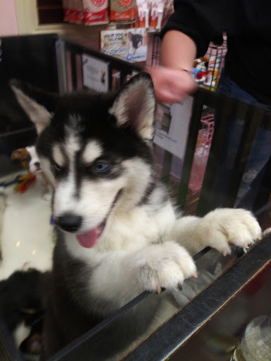 Pet Store «Furry Babies Inc», reviews and photos, 3340 Mall Loop Dr, Joliet, IL 60431, USA