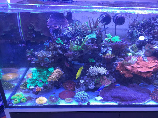 Aquarium «Mid-Cities Aquariums», reviews and photos, 1301 W Glade Rd, Euless, TX 76039, USA