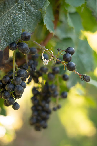 Vineyard «Frogtown Cellars», reviews and photos, 700 Ridge Point Dr, Dahlonega, GA 30533, USA