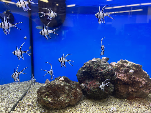 Pet Supply Store «Petco Animal Supplies», reviews and photos, 3055 N President George Bush Hwy, Garland, TX 75040, USA