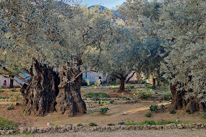 Gethsemane image