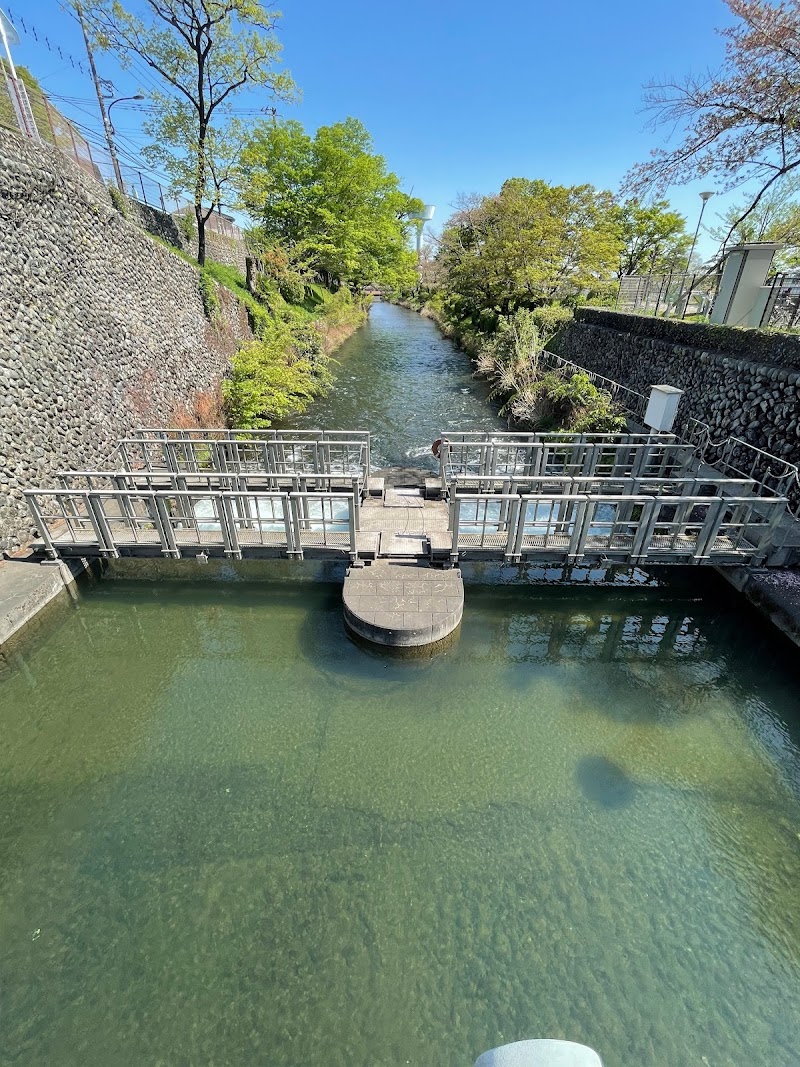 玉川上水取水口