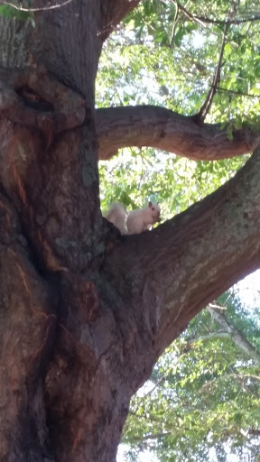 Park «Butler Springs Park», reviews and photos, 301 Butler Springs Rd, Greenville, SC 29615, USA