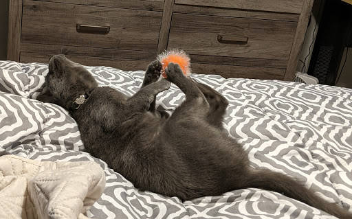 Pet Supply Store «PetSmart», reviews and photos, 150 Glynn Isle, Brunswick, GA 31525, USA