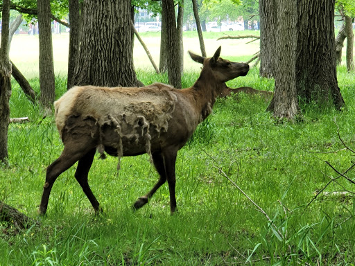 Busse Forest Elk Pasture, 225 N Arlington Heights Rd, Elk Grove Village, IL 60007