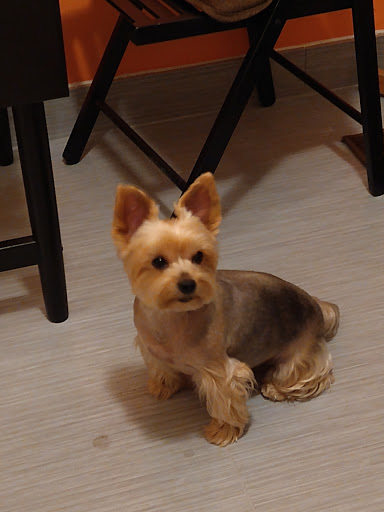 Pet Groomer «Mario`s Pet Grooming & Boutique», reviews and photos, 708 SE 17th St, Fort Lauderdale, FL 33316, USA