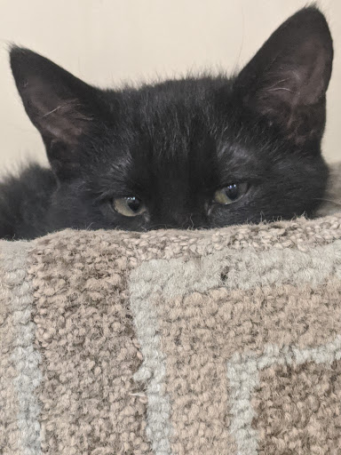 Pet Supply Store «PetSmart», reviews and photos, 745 W Huntington Dr, Monrovia, CA 91016, USA