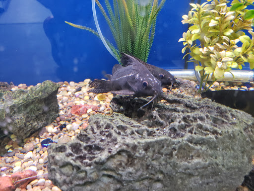 Pet Supply Store «Pet Club Santa Rosa», reviews and photos, 1935 Santa Rosa Ave, Santa Rosa, CA 95407, USA