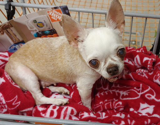 Home Improvement Store «The Home Depot», reviews and photos, 150-1 Shallotte Crossing Pkwy, Shallotte, NC 28470, USA