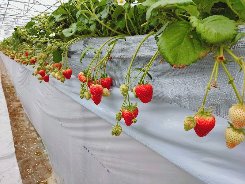 strawberry farm ふじもと