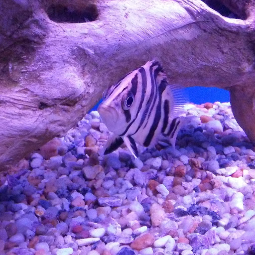 Aquarium «Crystal Reef Aquariums», reviews and photos, 311 Pass Rd, Gulfport, MS 39507, USA