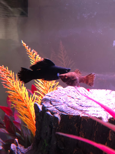 Tropical Fish Store «Blakes Aqua Den LLC», reviews and photos, 1263 E Main St, Meriden, CT 06450, USA