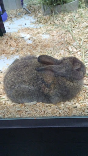 Pet Store «Pet Supermarket», reviews and photos, 2542-2598 S Washington Ave, Titusville, FL 32780, USA