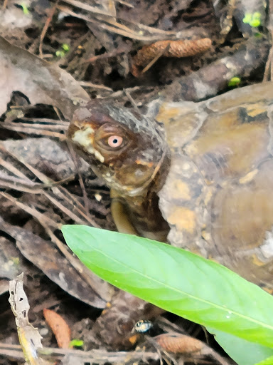 Park «Dennis Johnston Park», reviews and photos, 709 Riley Fuzzel Rd, Spring, TX 77373, USA