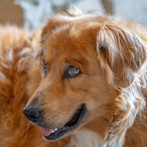 Dogstar Pet Care Service