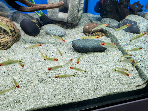 Pet Store «Bluewater Zoo Exotic Aquariums & Reptiles», reviews and photos, 159 Miracle Strip Pkwy SE, Fort Walton Beach, FL 32548, USA