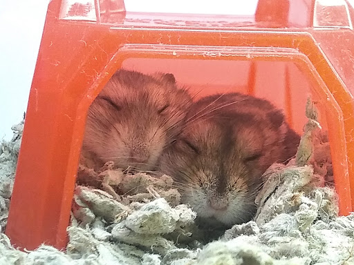 Pet Supply Store «Petco Animal Supplies», reviews and photos, 1320 E Lincoln Way p101, Sparks, NV 89434, USA