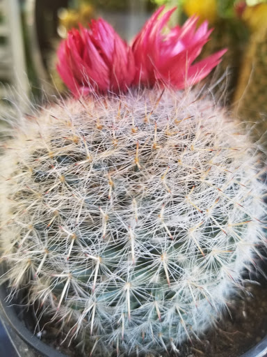 Home Improvement Store «The Home Depot», reviews and photos, 1315 US-19, Holiday, FL 34691, USA