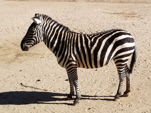 Zoo «Wildlife World Zoo, Aquarium & Safari Park», reviews and photos, 16501 W Northern Ave, Litchfield Park, AZ 85340, USA