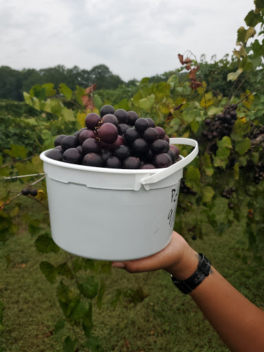 Vineyard «Morgan Creek Vineyards», reviews and photos, 181 Morgan Creek Ln, Harpersville, AL 35078, USA