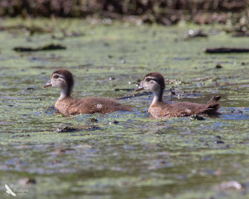 State Park «Taylorsville Lake State Park», reviews and photos, 1320 Park Rd, Mt Eden, KY 40046, USA