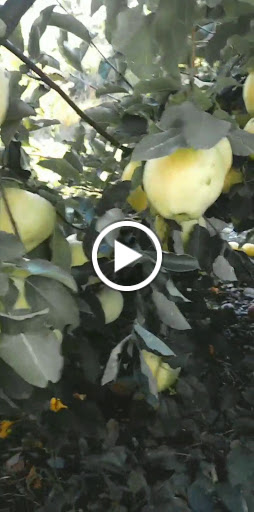 Orchard «George Hill Orchards», reviews and photos, 582 George Hill Rd, South Lancaster, MA 01561, USA