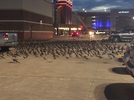 Movie Theater «Cinemark 19 and XD», reviews and photos, 1030 N Grand Pkwy, Katy, TX 77449, USA