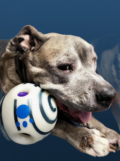 Dr. Domotors Animal House image