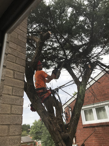 Gary's Tree Care & Removal