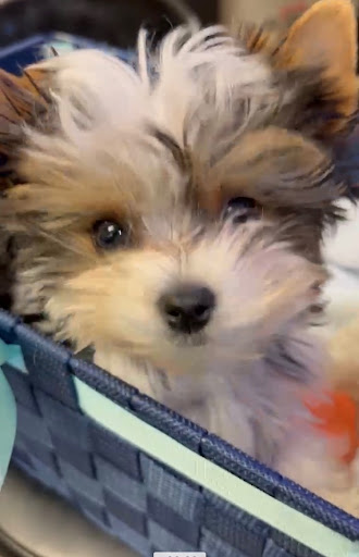 Store «HealthePets Market», reviews and photos, 155 Toney Penna Dr, Jupiter, FL 33458, USA