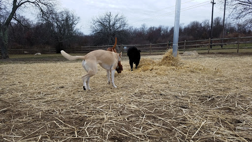 Dog Park «South Kingstown Dog Park», reviews and photos, 55 St Dominic Rd, South Kingstown, RI 02879, USA