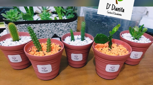 Cactus & Suculentas D' Dianita