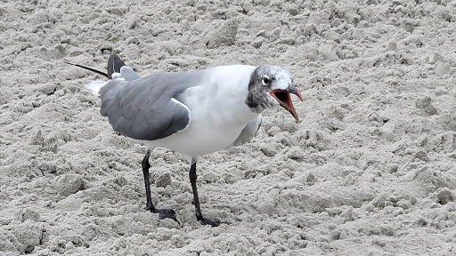 Park «Fox Park», reviews and photos, Ocean Ave, Wildwood, NJ 08260, USA