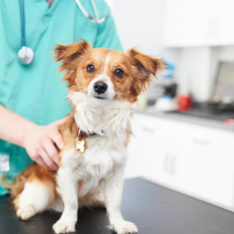 Victoria Veterinary Clinic - Bristol