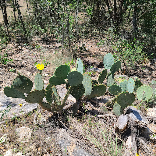 Golf Club «Flying Armadillo Disc Golf Club», reviews and photos, 3115 Hilliard Rd, San Marcos, TX 78666, USA