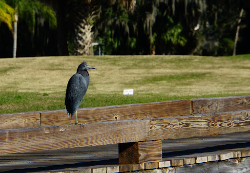 Golf Club «Oaks National Golf Club», reviews and photos, 1500 The Oaks Blvd, Kissimmee, FL 34746, USA