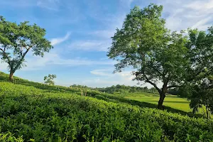 Ramgarh Tea Estate image
