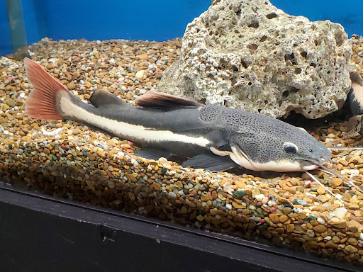 Pet Store «Friendly Pets», reviews and photos, 625 Friendly Center Rd, Greensboro, NC 27408, USA