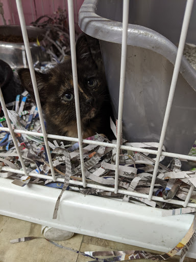 Pet Store «Animal House», reviews and photos, 7869 Hamilton Ave, Cincinnati, OH 45231, USA