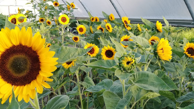 Blumen Schenk - Gartenbauer