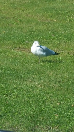 Department Store «Walmart Supercenter», reviews and photos, 1244 E Green Bay St, Shawano, WI 54166, USA
