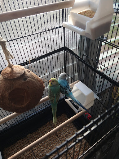 Pet Supply Store «Petco Animal Supplies», reviews and photos, 11147 Park Blvd N, Seminole, FL 33772, USA