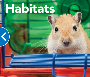 Adopcion hamster Mineápolis