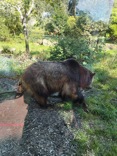 Hearst Grizzly Gulch