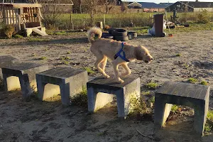 Honden speelparadijs midden Nederland image