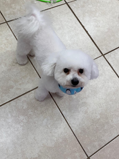 Pet Groomer «Mario`s Pet Grooming & Boutique», reviews and photos, 708 SE 17th St, Fort Lauderdale, FL 33316, USA