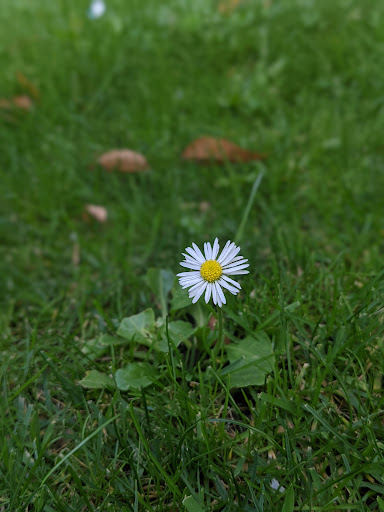 Park «Denny Park», reviews and photos, 100 Dexter Ave N, Seattle, WA 98109, USA