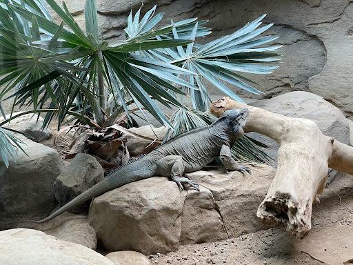 Zoo «Denver Zoo», reviews and photos, 2300 Steele St, Denver, CO 80205, USA