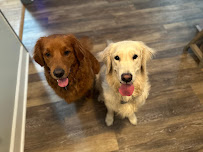 DogSpeak Dog Training, Behavior and Pet Sitting - Photo 9 - Car repair in , Modesto