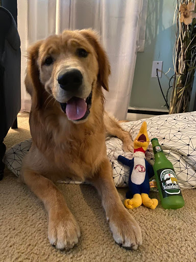 Door County Dog Store/Stove Dog Bakery